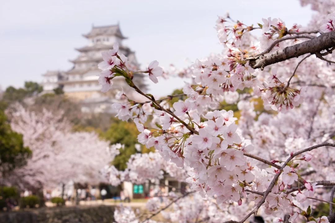 Japonia Cireșilor Înfloriți, Tur Clasic